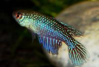 Hypsolebias fulminantis, Guanambi