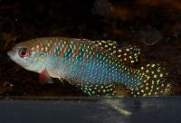 Hypsolebias magnificus, Itacarimbi