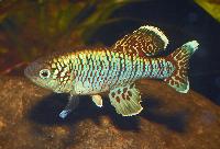 Nothobranchius eggersi