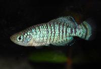 Nothobranchius fuscotaeniatus