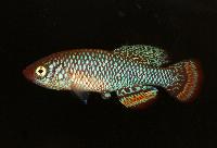 Nothobranchius hassoni