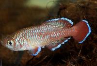 Nothobranchius rubroreticulatus, Zakoume National Park