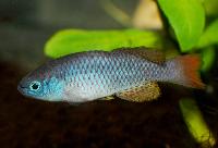 Nothobranchius steinforti