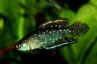 Simpsonichthys chacoensis