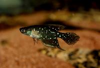 Simpsonichthys chacoensis