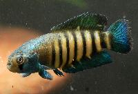 Austrolebias luteoflammulatus