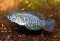 Austrolebias viarius, Valizas