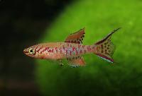 Fundulopanchax arnoldi