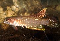 Nematolebias whitei