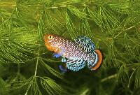 Nothobranchius rachovii