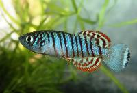 Nothobranchius virgatus