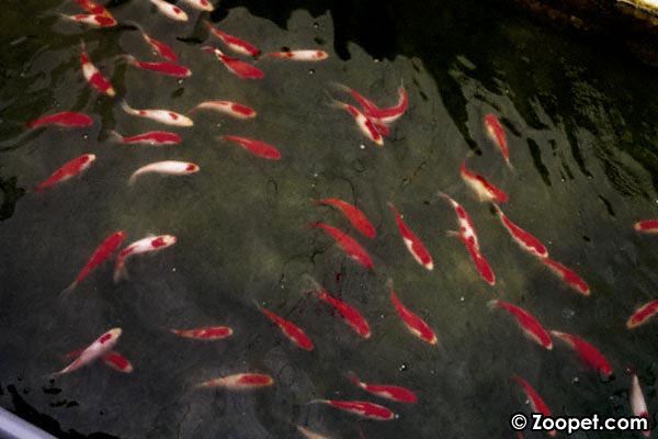 Cyprinus carpio