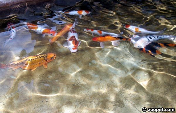 Cyprinus carpio