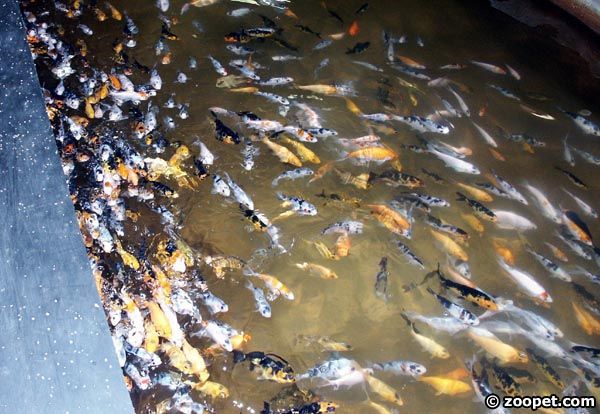 Cyprinus carpio