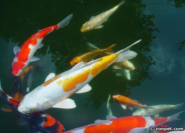 Cyprinus carpio