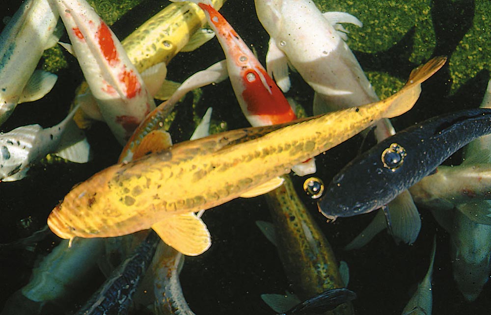 Cyprinus carpio