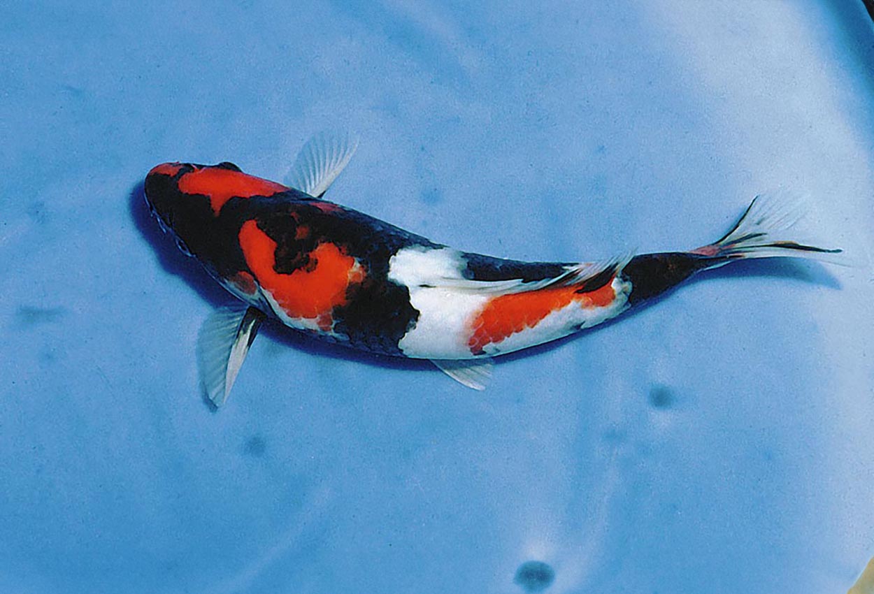 Cyprinus carpio