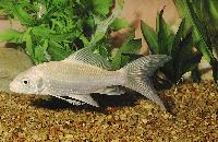 Cyprinus carpio var.