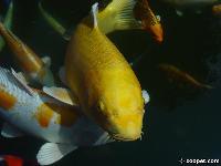 Cyprinus carpio
