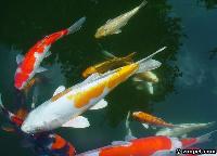 Cyprinus carpio