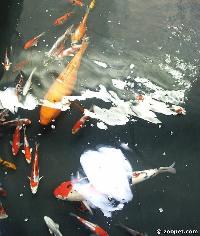 Cyprinus carpio