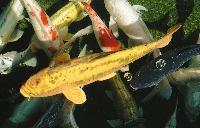 Cyprinus carpio