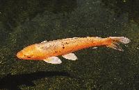 Cyprinus carpio