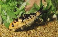 Cyprinus carpio