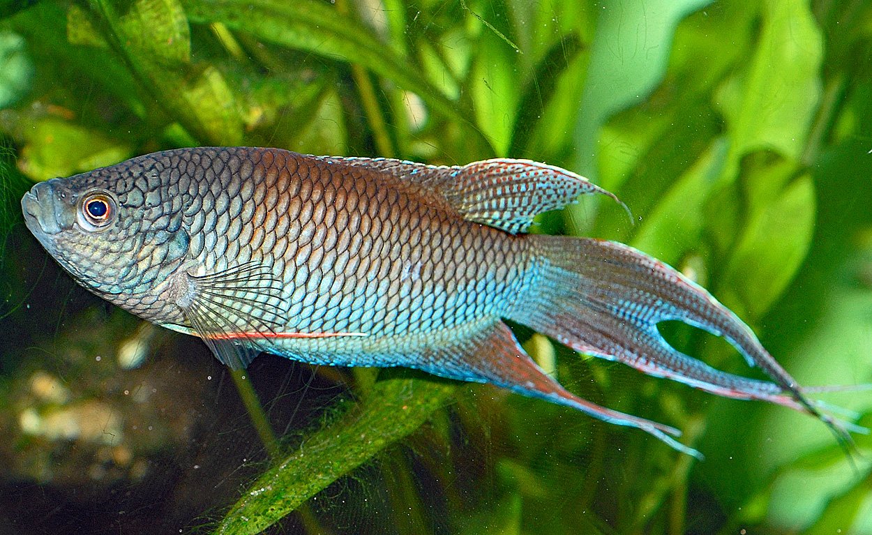 Macropodus erythropterus