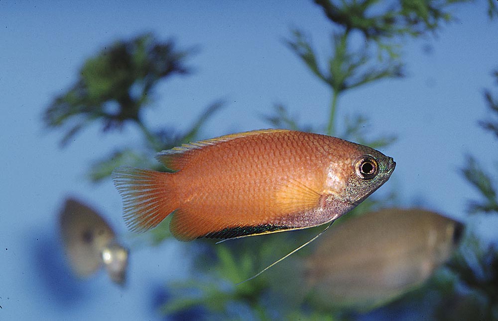 Trichogaster chuna