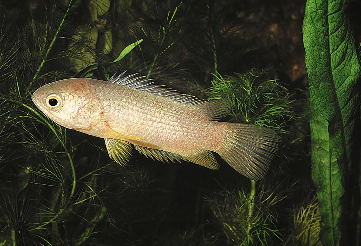 Anabas testudineus