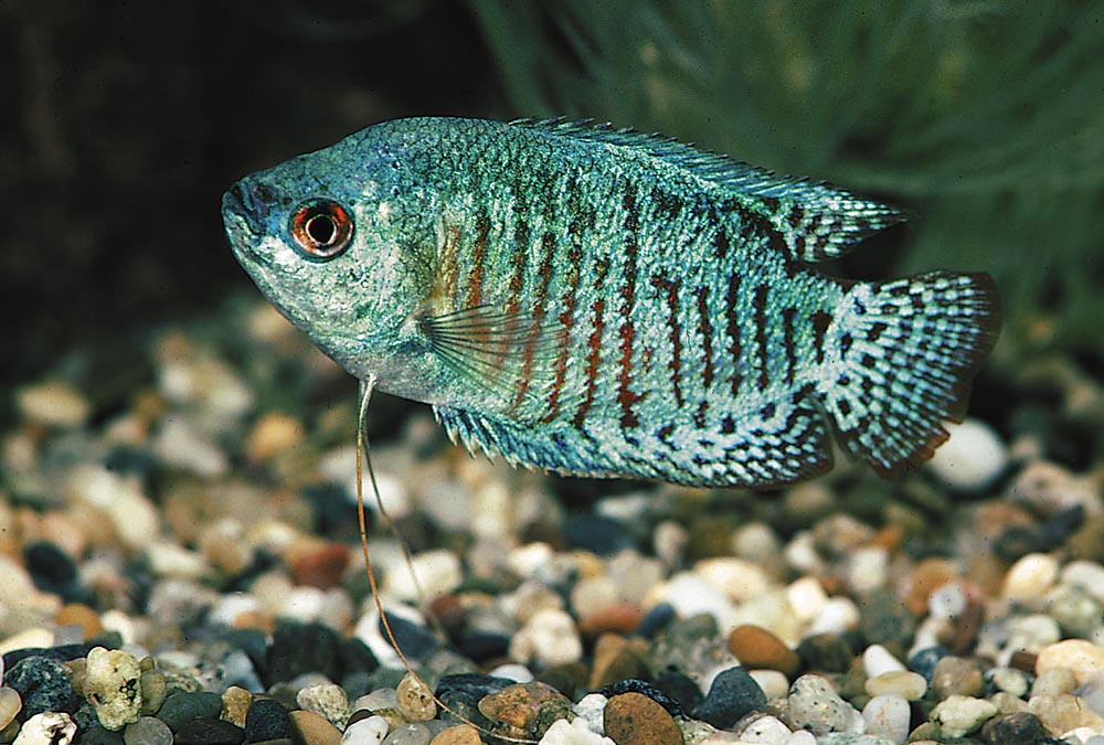 Trichogaster lalius