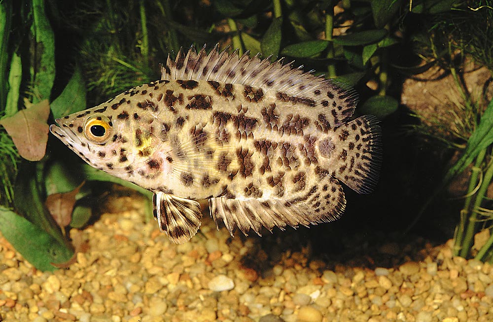 Ctenopoma acutirostre