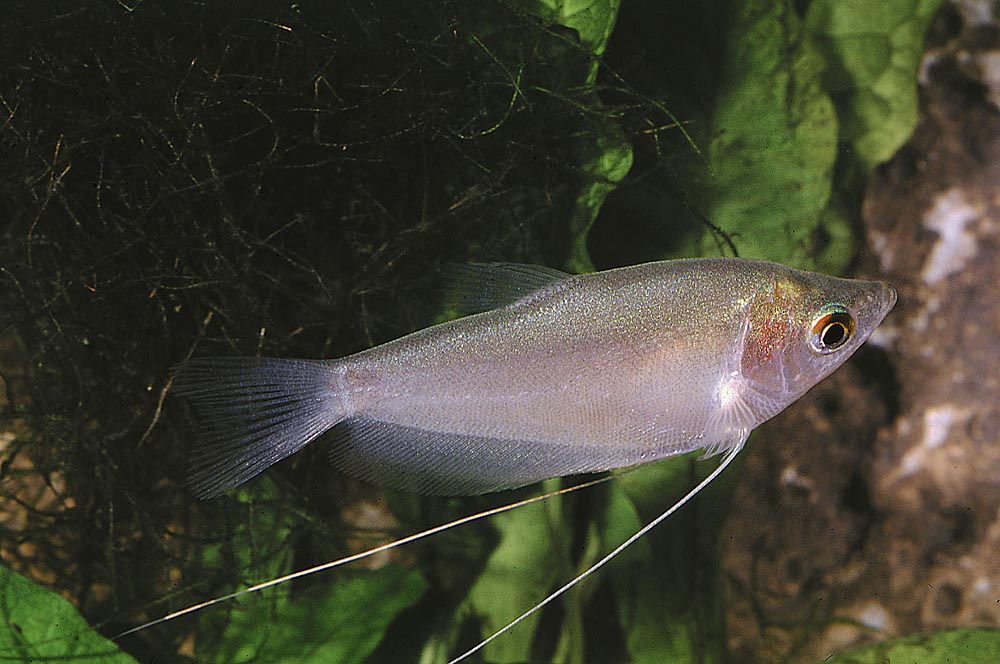 Trichopodus microlepis
