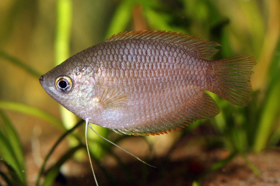Trichogaster chuna