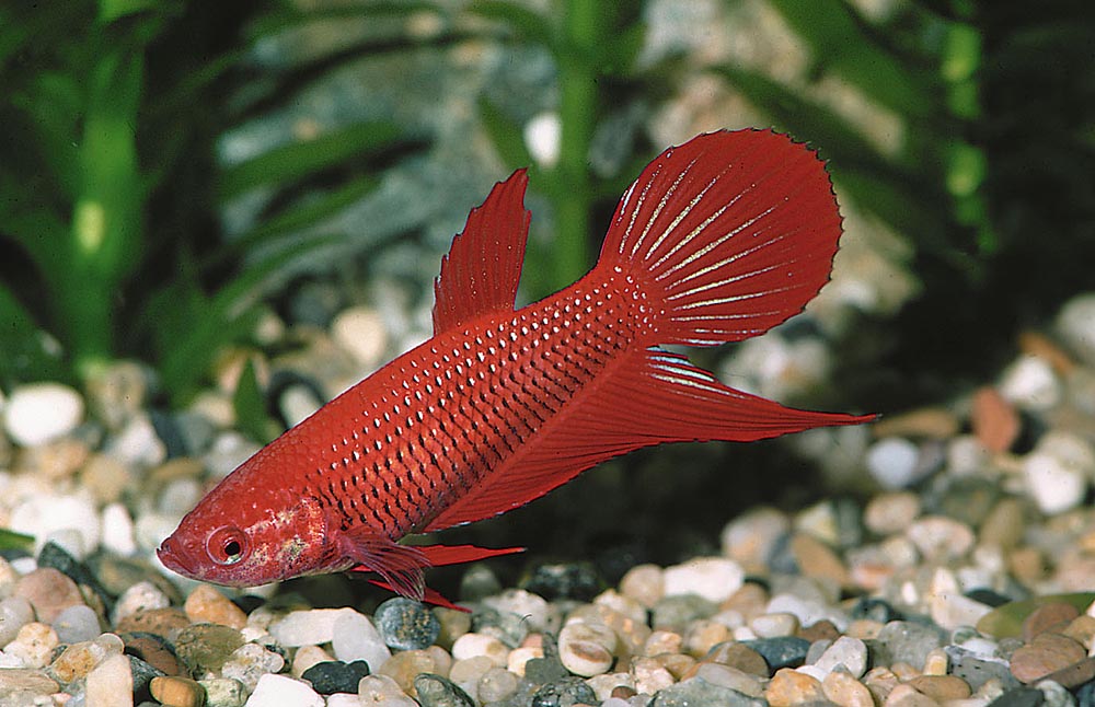 Betta splendens