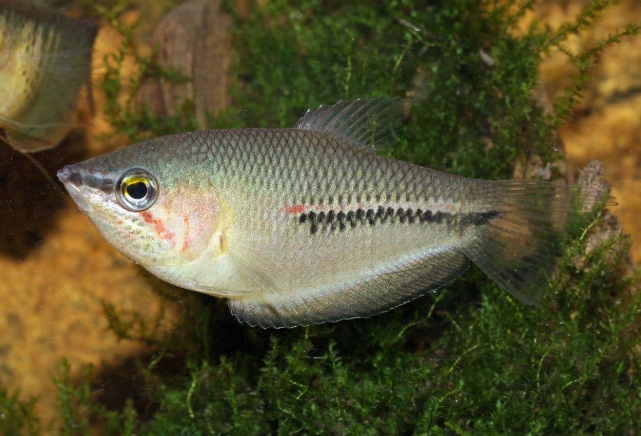 Sphaerichthys acrostoma
