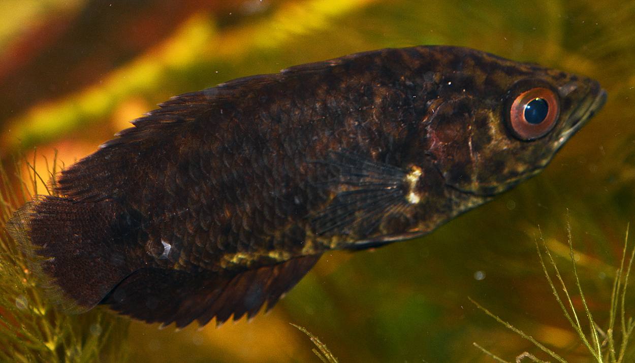 Ctenopoma acutirostre