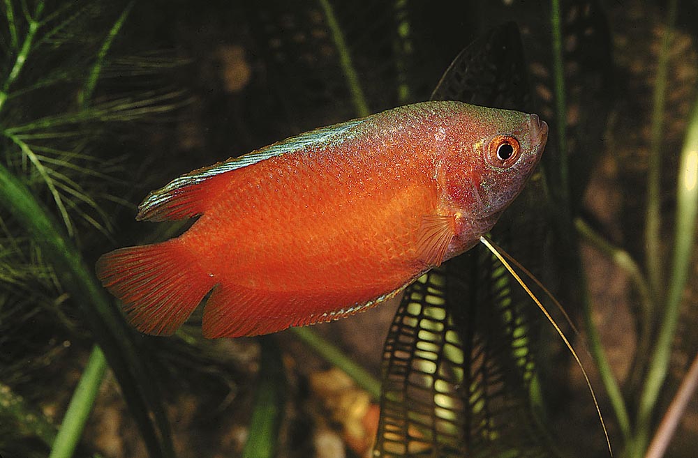 Trichogaster lalius
