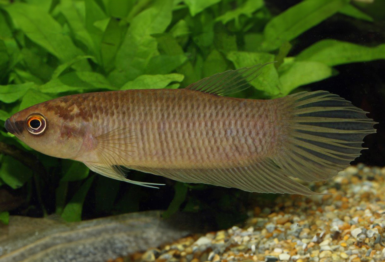 Betta anabatoides