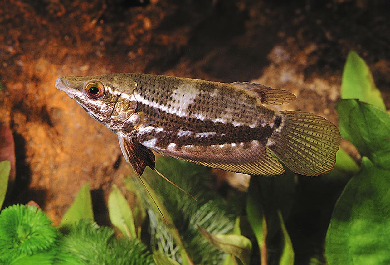 Ctenops nobilis