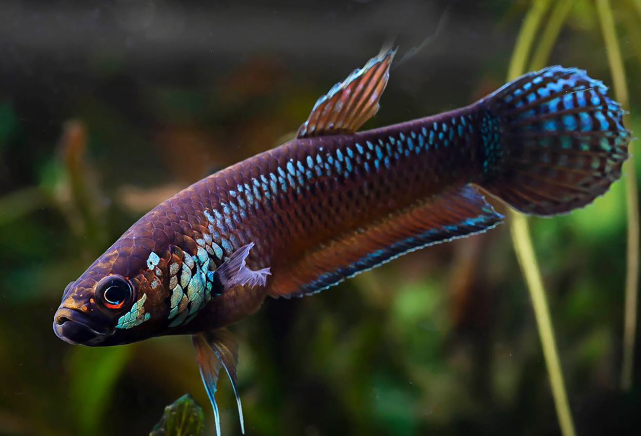 Betta pallifina