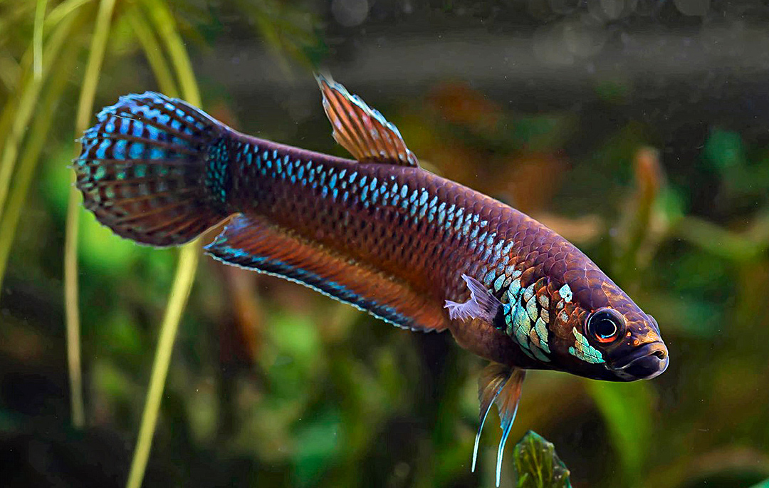 Betta pallifina