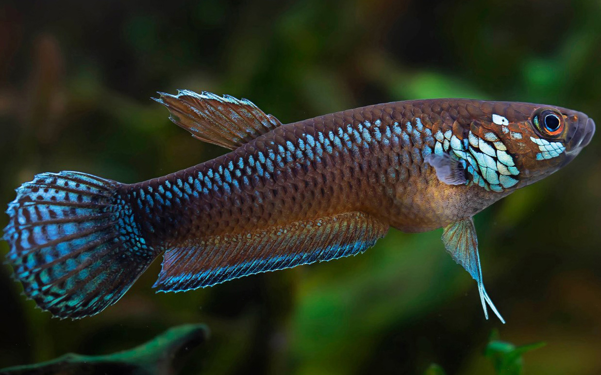 Betta pallifina