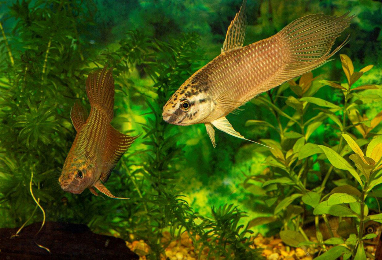 Betta obscura
