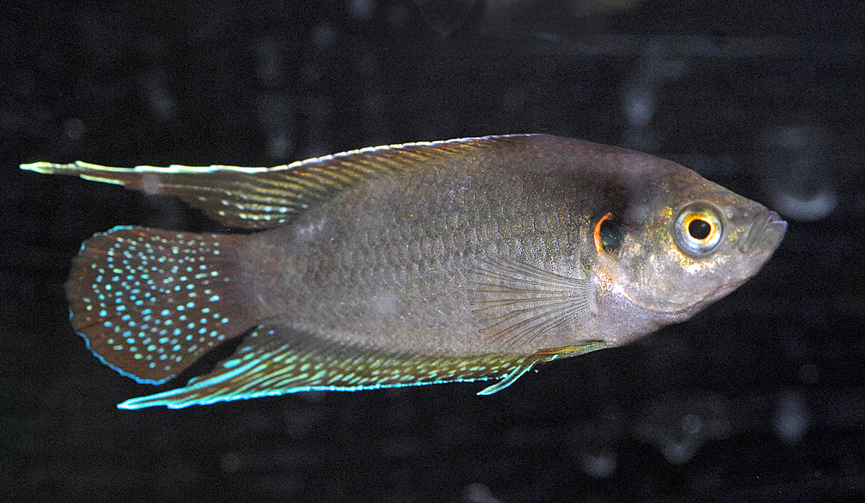 Macropodus opercularis (f.d. M.chinensis)