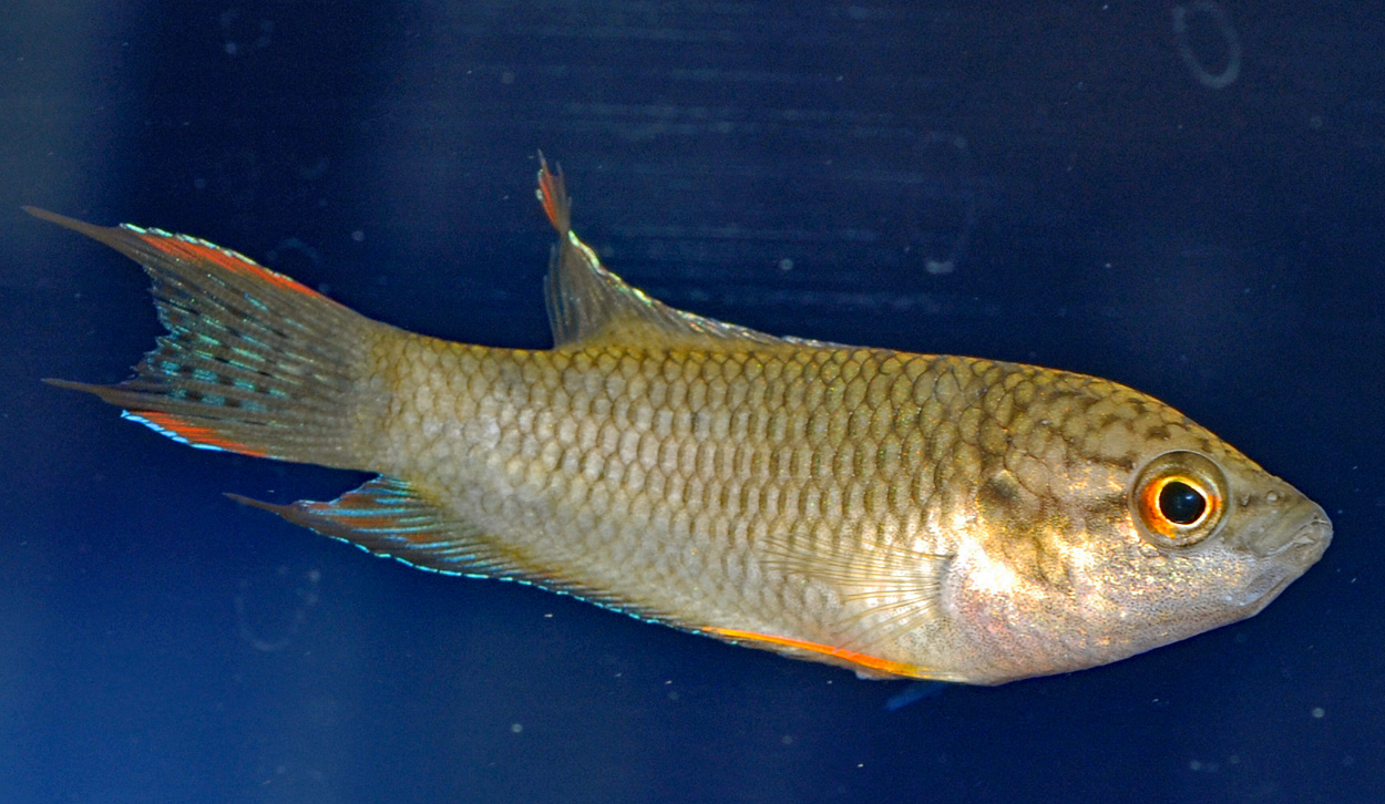 Macropodus spechti