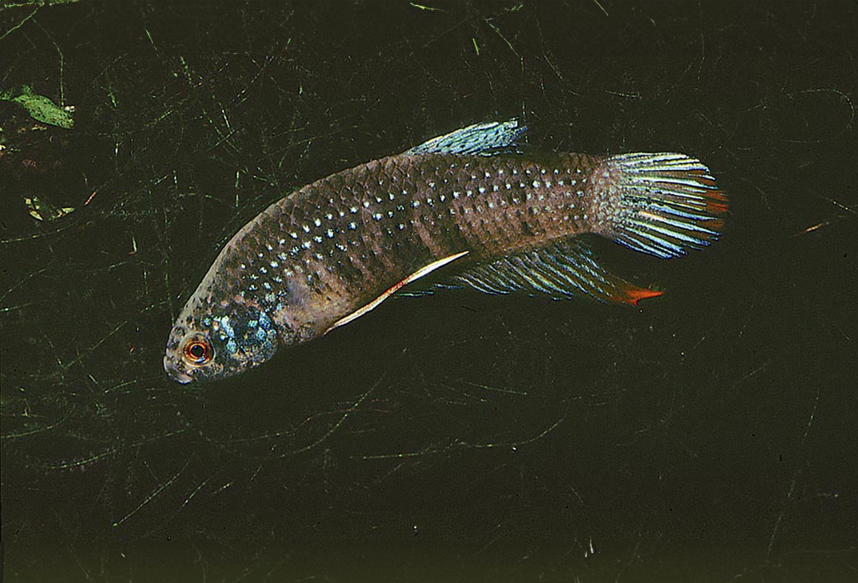Betta imbellis
