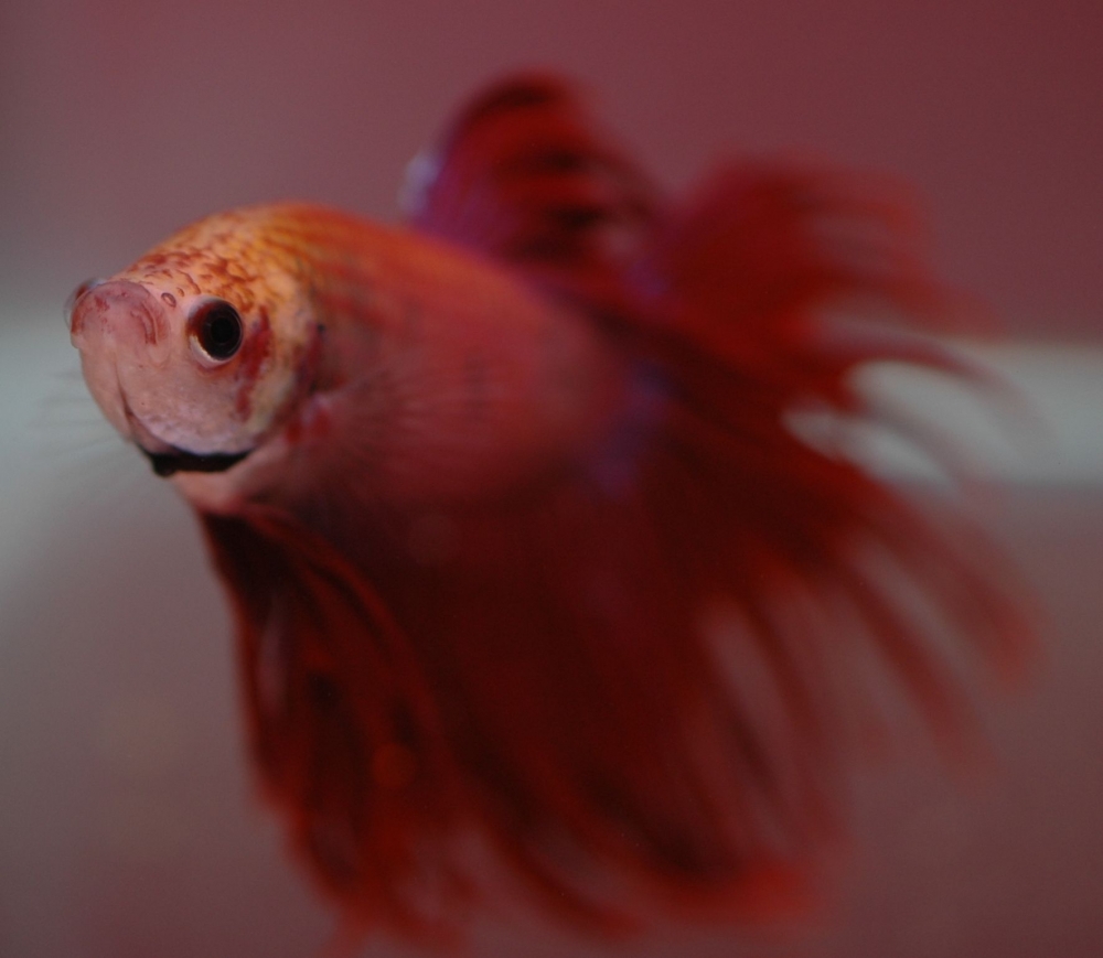 Betta splendens