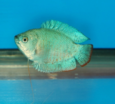 Trichogaster lalius